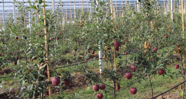 Jesień to czas na wybarwianie się owoców jabłoni